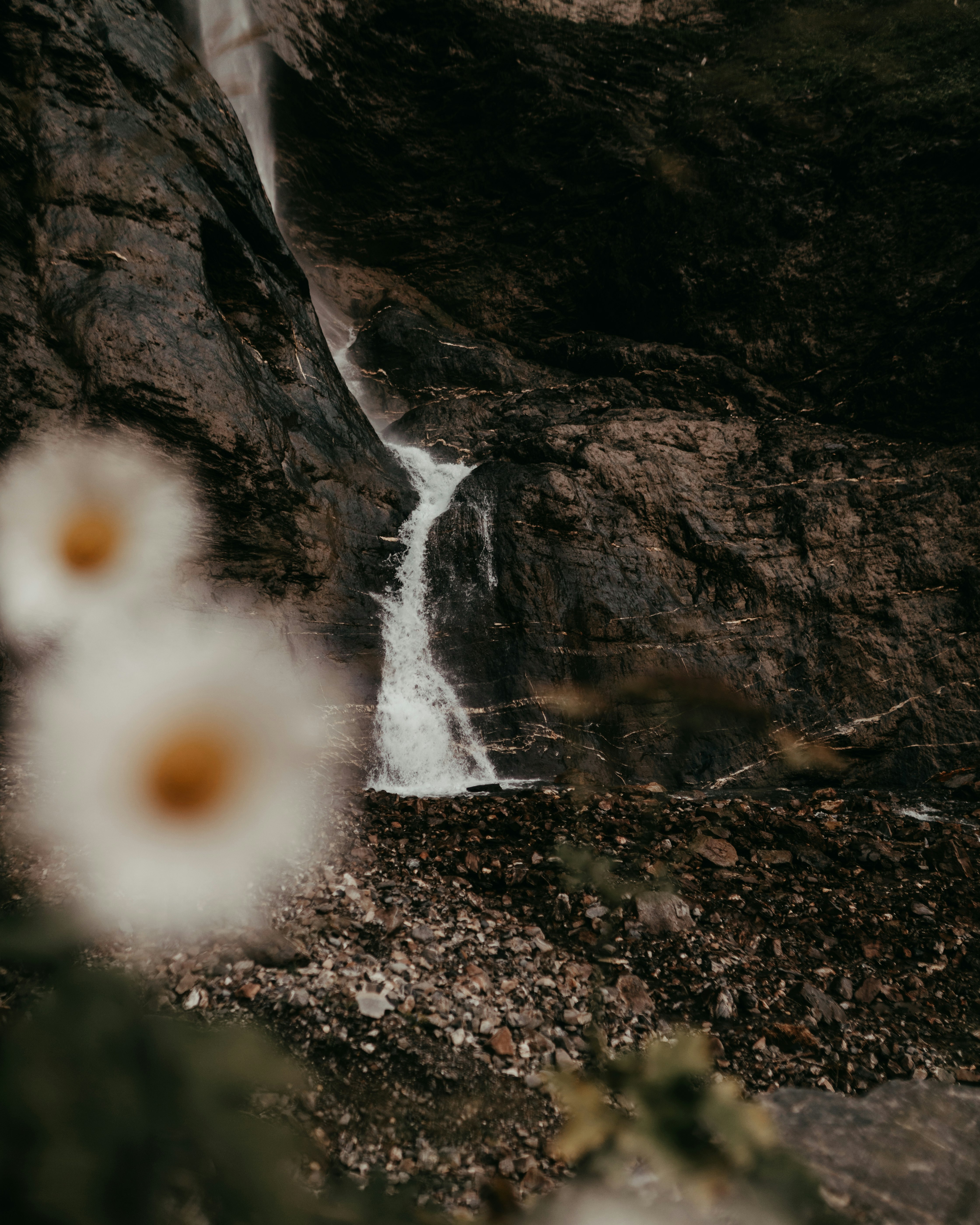 white flower on brown soil